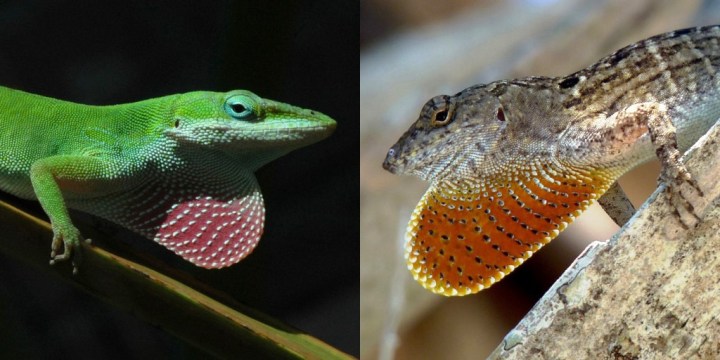 Male green (left) and brown (right) anoles displaying their neck sails, or dewlaps. Credit: Todd Campbell and Adam Algar.